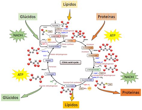 Mapa Mental Del Ciclo De Krebs - Mema