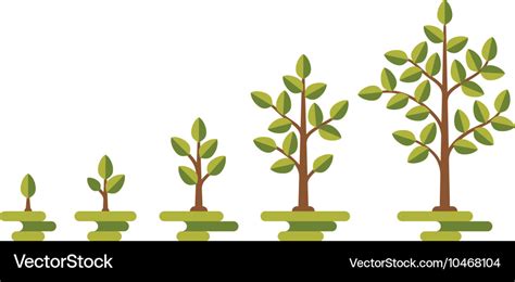 Green tree growth diagram Royalty Free Vector Image