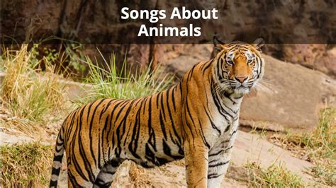 29 Most Beautiful Songs About Animals (Of All Time)