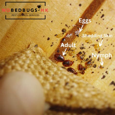 Cimex Hemiptera BedBugs in Hong Kong: Appearance & Life Cycle