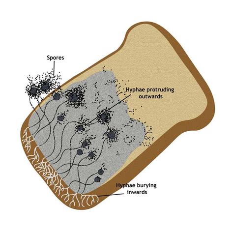 Bread Mould - Fungus growing on bread - FROMTBOT