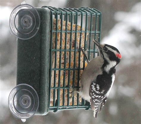 7 Effective Suet Feeders That Attract Woodpeckers! (2021) - Bird Watching HQ | Suet feeder, Bird ...