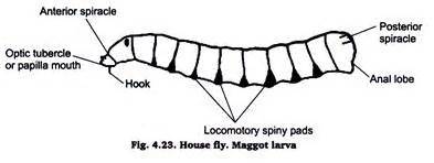 Preparation of Permanent Mounts | Practical Zoology