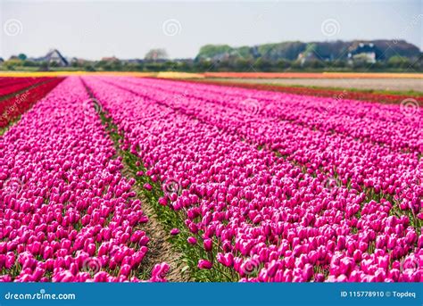 Pink Tulips Field in the Netherlands Stock Photo - Image of botany, ground: 115778910