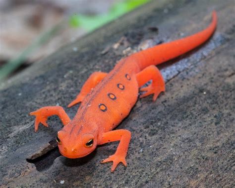 Eastern newt : herpetology