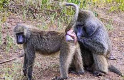 جفتگیری میمون Monkey mating - animalsvideo