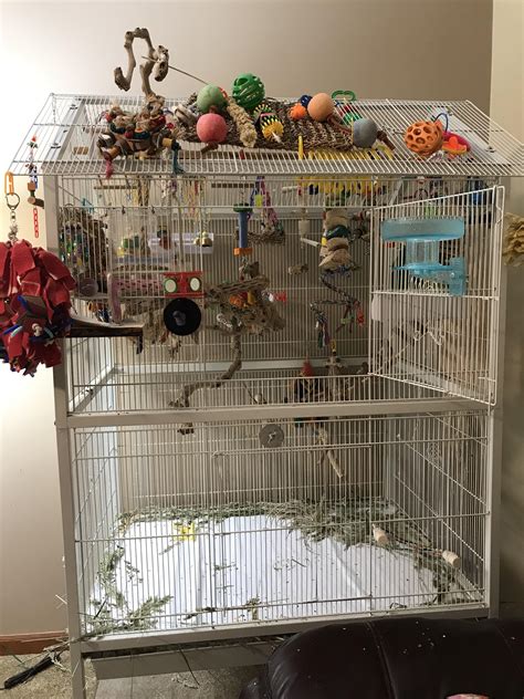 My parakeet cage setup : r/parrots