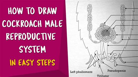 How To Draw Cockroach Male Reproductive System In Easy Steps | CBSE ...