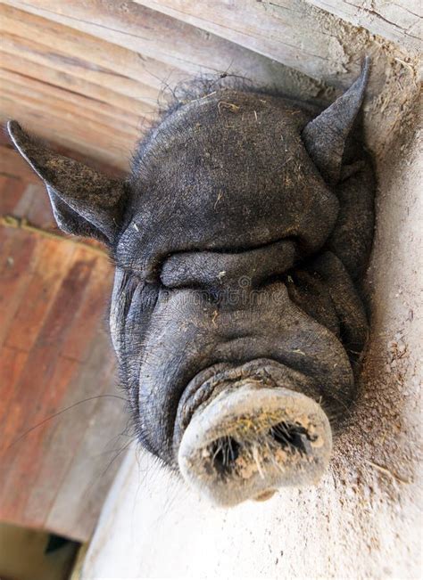 Sleeping pig stock image. Image of agriculture, lazy - 38691293