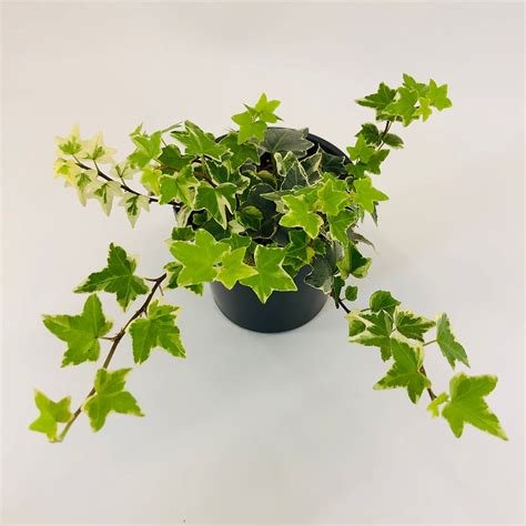 Hedera Helix – VARIEGATED IVY | JungleDivine