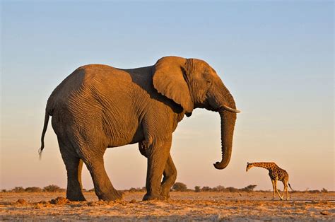 Elephant vs. Giraffe | Elephants photos, Elephant, Giraffe photos