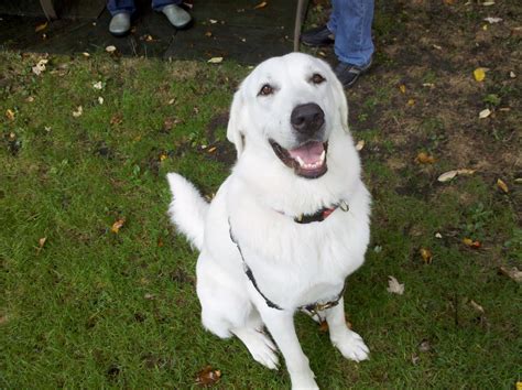 Zen Dog Training Blog: Juliet the Great Pyrenees/Lab Mix