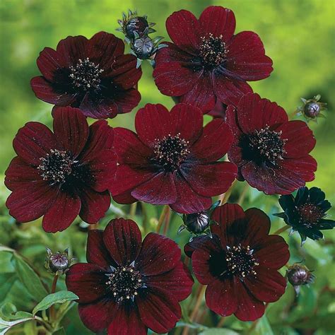 Cosmos Astrosanguneus. Also known as chocolate cosmos, this cocoa-scented, burgundy-red flower ...