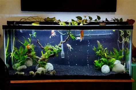 Pin by Trent R. on Aquariums and Aquascaping | Goldfish tank, Fish tank ...