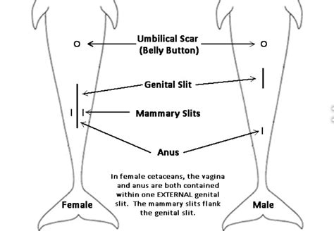 Cetacean anatomy | The Marine Detective