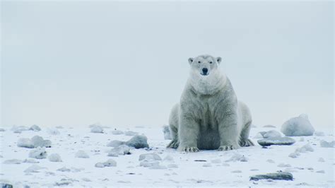 All Hands on Deck for the Arctic National Wildlife Refuge, Take 1 - The ...