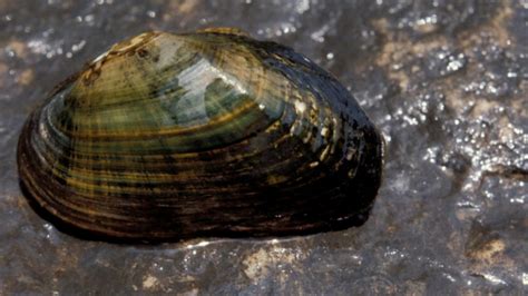 Guide to Freshwater Mussels of New York and New Jersey | AMNH