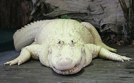 White alligator is one of rarest in world