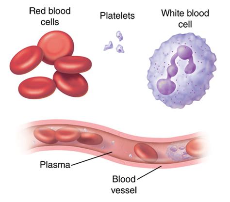 Characteristics of Red Blood Cells - AmarigroHampton