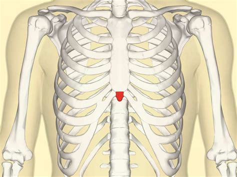 A look at the xiphoid process, a tiny bone structure within the sternum ...