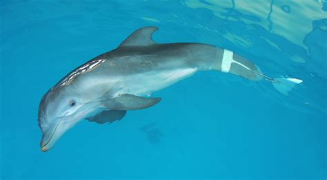 CMA’s Winter the Dolphin is Getting Her Own Movie