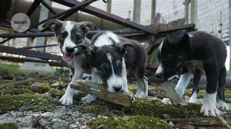 Scientists have identified a unique genetic mutation in Chernobyl dogs