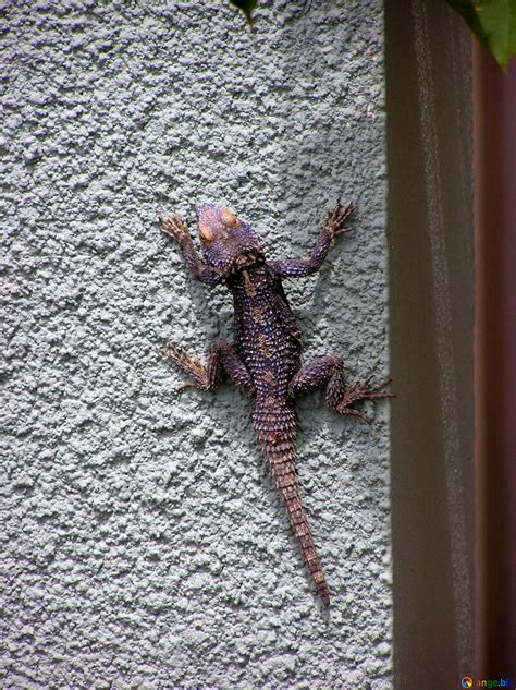 Lizard on the wall free image - № 21696