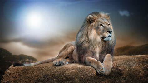 3D Wild Animal Wallpapers - Top Free 3D Wild Animal Backgrounds ...