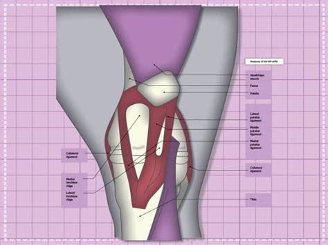 Horse Anatomy Stifle - Anatomy Reading Source