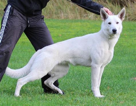 Born To Win White Nightmare - Belgian Malinois & White Shepherd Dogs ...