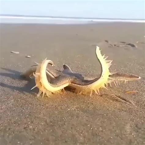 Starfish Walking on Land : MakeMeSuffer