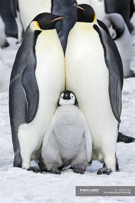 Emperor penguins and a baby chick — flock of birds, Colour Image ...