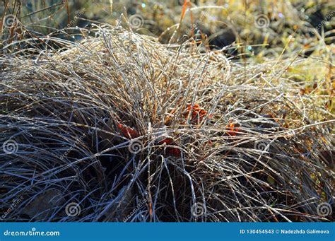 Grass Covered with Frost. at Sunrise Stock Image - Image of cold ...