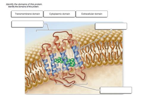 Solved Identify the domains of this protein. | Chegg.com