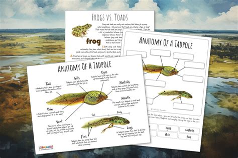 TADPOLE Anatomy Worksheet 3 Pages, Poster and Labeling Activity, Winter Survival Strategy ...