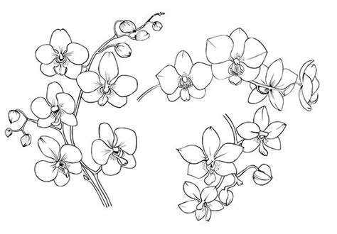 Black and white orchids. Tattoo. | Orchids painting, Orchids, Orchid tattoo