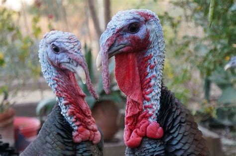 What Are Wild Turkeys Afraid Of? | Nite Guard