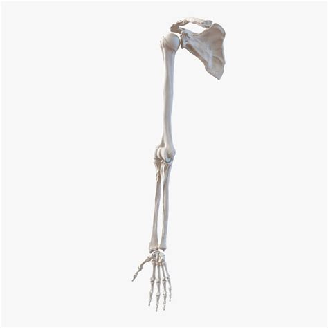 Human Arm Bone Anatomy - Fibula | Bone | Anatomy bones, Arm bones, Human anatomy ... / This is a ...