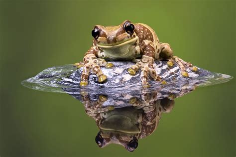 For The Little Ones Amphibians, Mammals, Frog Habitat, Baby Animals, Cute Animals, Amazon Stock ...