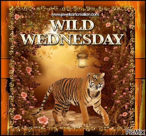 Wild Wednesday Pictures, Photos, and Images for Facebook, Tumblr, Pinterest, and Twitter