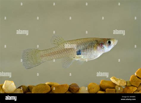 Gambusia affinis hi-res stock photography and images - Alamy