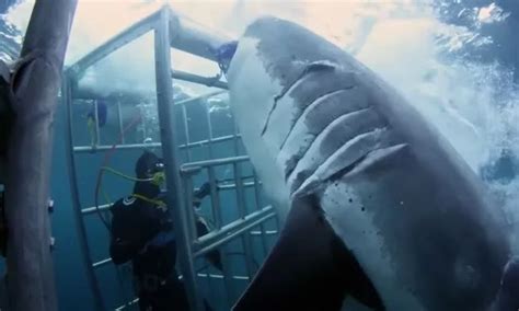 Huge 18ft great white shark attacks surfer in cage as friends scream in horror - Daily Star