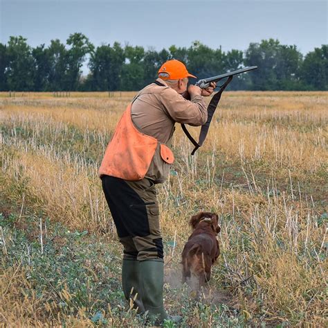 Is Quail Hunting in Georgia for Beginners? | Quail Hunting Georgia