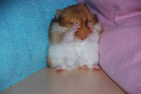 PsBattle: A Sad Hamster : r/photoshopbattles