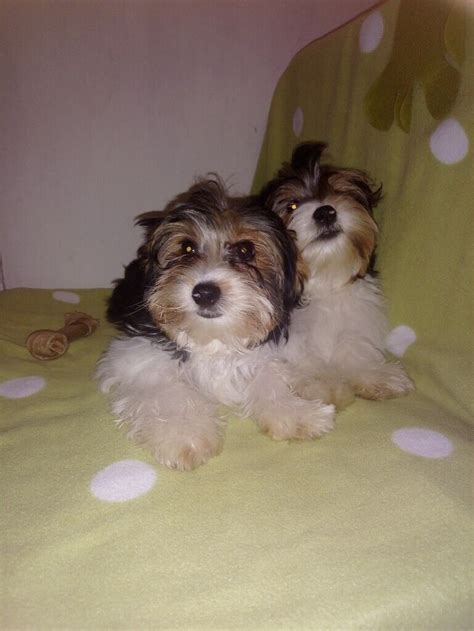 Biewer terrier puppies for sale | in Port Seton, East Lothian | Gumtree