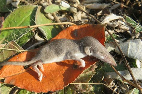 Baby Pygmy Shrew on Plant in the Garden Stock Photo - Image of ground, long: 233100660