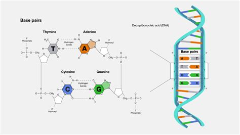 Base Pairing - Biology Simple