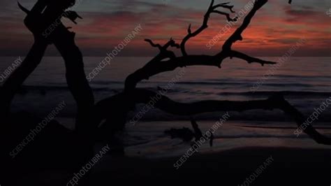 Driftwood Beach, Sunrise, Georgia - Stock Video Clip - K007/6306 - Science Photo Library