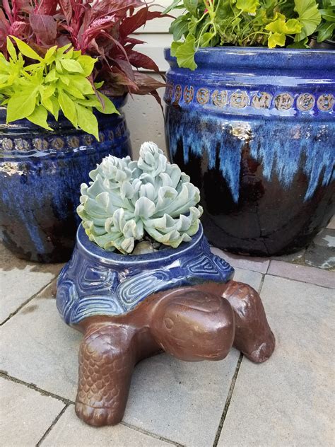 turtle-planter – Gasper Landscape Design & Construction