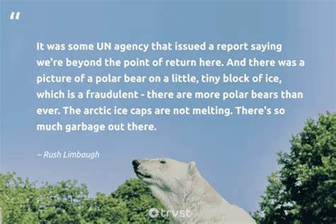 22 Polar Bear Quotes about the King of the Arctics